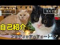 2026年度版【自己紹介】ブリティッシュショートヘアのサブとモモ【高齢猫と子猫の自己紹介】