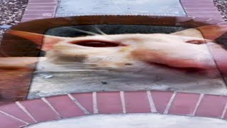UNUSUAL MEMES COMPILATION V50
