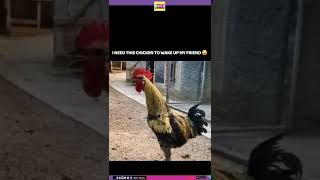 This Rooster Ped Out For Crowing Too Long