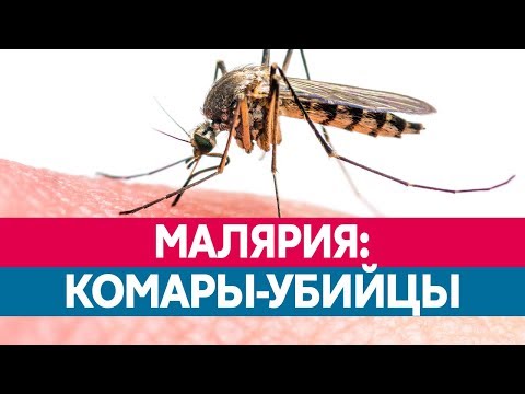 Видео: ЧЕМ ОПАСНА МАЛЯРИЯ? Какие комары ее разносят и каковы ее последствия?