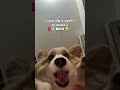 🐶🌴😌 Reposting what I like 📸🐶 via @ tequilathecorgi_