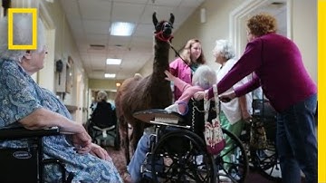 Llamas Bring Happiness to Nursing Home | National Geographic