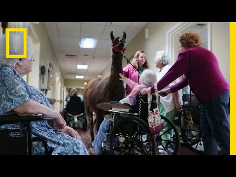 Llamas Bring Happiness to Nursing Home | National Geographic