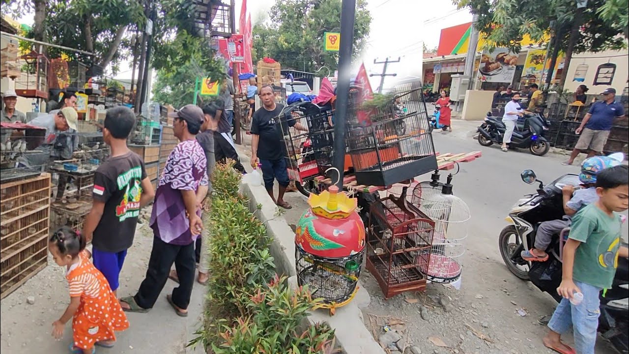 MAS NYA BAWA BURUNG RAWATAN GACOR DI JUAL MURAH