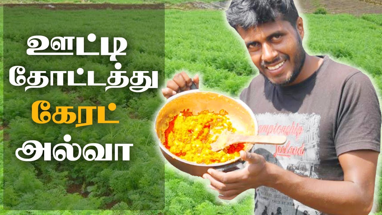 Carrot Halwa Recipe in Tamil How to make Ooty Fresh Carrot Halwa in