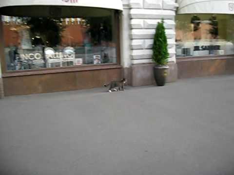 Jane Stillwater: A cat on Red Square