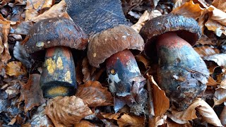 Neoboletus erythropus Neoboletus luridiformis fungo commestibile 25 otobre 2020