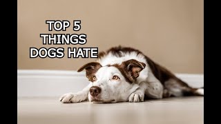 Top 5 Things Dogs Hate