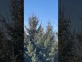 Cardinal overlook