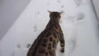 Коты впервые видят снег
