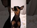 Scratch Me Till I Sleep 😴 | Chihuahua ASMR Short