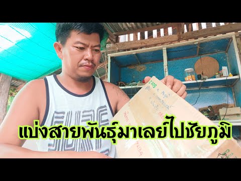 ผลสลากกินแบ่งรัฐบาล วันที่ 1 พย. 2567 ผลสลากกินแบ่งรัฐบาล วันที่ 1 พย. 2567