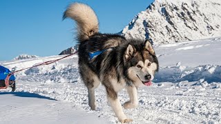 Grooming an Alaskan Malamute: What You Need to Know