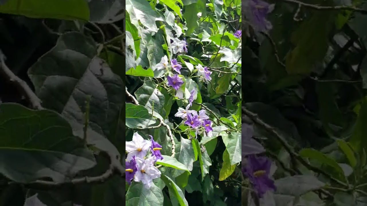 Ame Eve Va zua Ðeka (P Alf Kaw ye wɔe)  #Srɔ̃ɖeha  #Lɔlɔ̃hadzidzi  #AmeEveVazuaÐeka