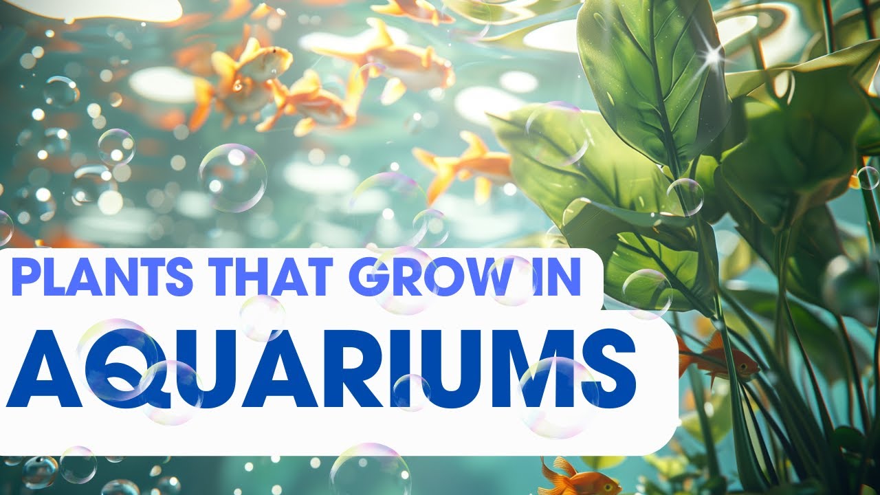 Комнатные растения, которые можно выращивать в аквариуме | Простые аквариумные растения для начин...