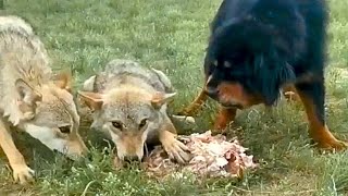 Tibetan Mastiff Vs a Pack of Wolves! The most expensive dog breed in the world....