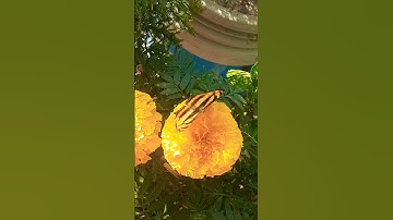 🌺 Morning View of My Garden Flowers | Fresh & Calm