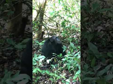 Chimpanzés em seu habitat