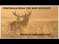 Photographing the Red Deer Rut