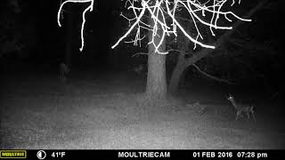 PARANORMAL:  CAPTURED ON GAME CAM by Stumplords 139 views 5 years ago 13 seconds