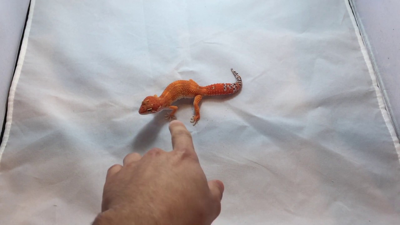 sheet bend Gecko Morphs | Tangerine Blood Orange Cross Leopard Gecko for sale