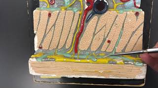 Intestinal Wall Model