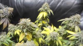 Northern Lights Indoor Grow