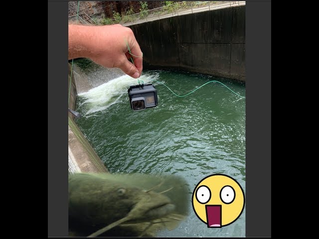 GoPro finds MASSIVE Catfish AND Striper  in a Spillway! class=