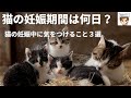 【獣医師がやさしく解説】猫の妊娠期間は何日？　猫の妊娠中に気をつけること３選