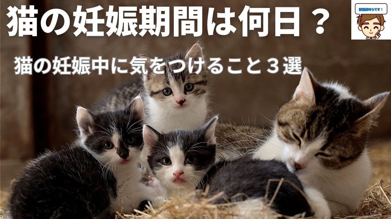 【獣医師がやさしく解説】猫の妊娠期間は何日？　猫の妊娠中に気をつけること３選