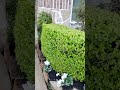 Paisajista professional 🇲🇽🇺🇸🏡🌴