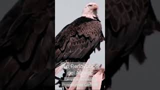 La Renovación del Águila. Procesos de Cambio. Punto de Inflexión.