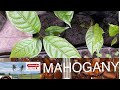 Germinate mahogany seeds fast #farmtree #ICU method