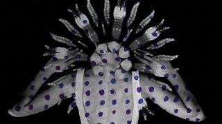Video thumbnail of "Vanishing Twin - The Conservation Of Energy (Official Video)"