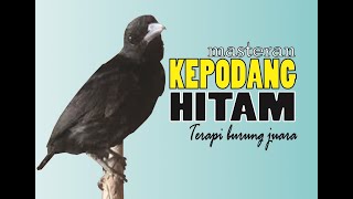 Burung Kepodang Hitam - Terapi burung juara