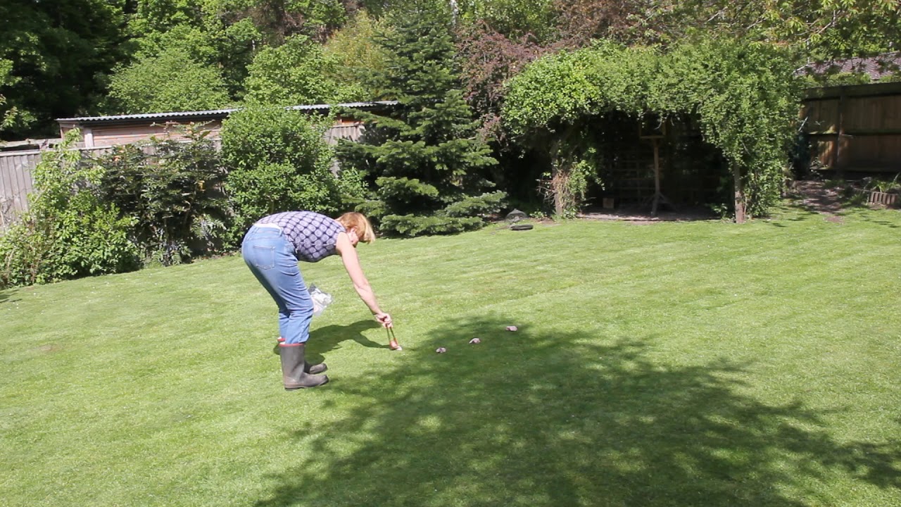 Red Kites in my garden