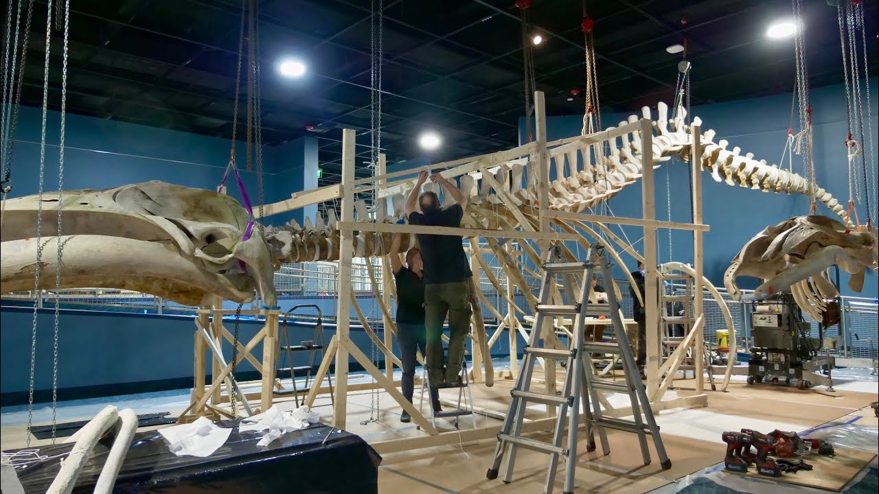 Vector: A Whale's Life in the Gulf of Maine