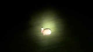 lamping slow mo! lucky rabbit! by TheMrGTsmash 5,757 views 10 years ago 46 seconds