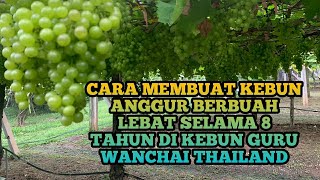 Kebun Anggur Thailand. Panen 4 Ton Pertahun 2 x Panen Guru whanchai ahli tanah