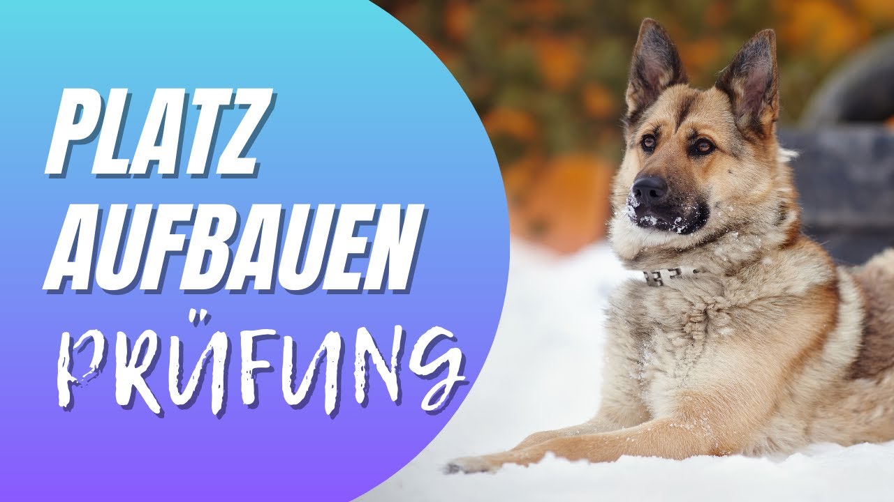 Ablage richtig aufbauen für Begleithundeprüfung & IBGH1 – Unterordnung mit Französischer Bulldogge