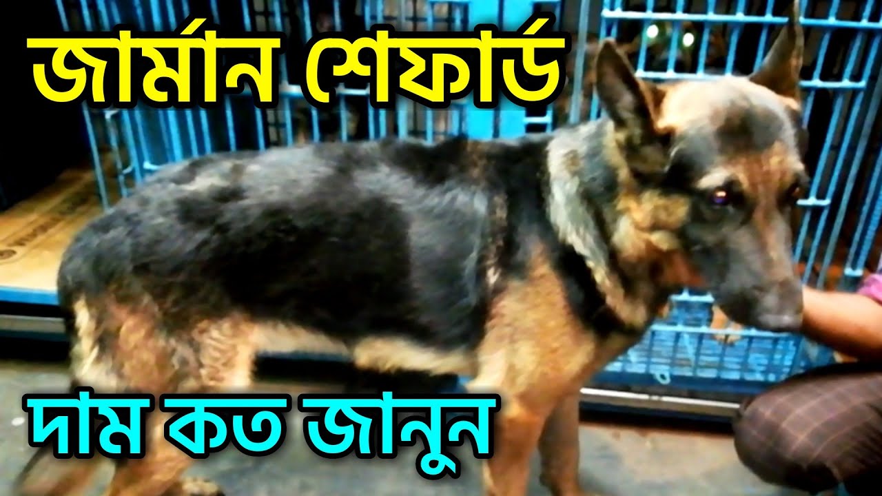 German Shepherd Dog Dog price in bd German dog Katabon Animal
