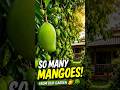 Overloaded With Fresh Hanging Mangoes! 🥭😲