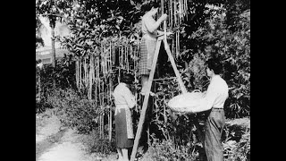 The Spaghetti Tree Hoax (1957)