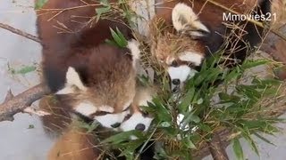 ドキドキンちゃん~Red Pandas