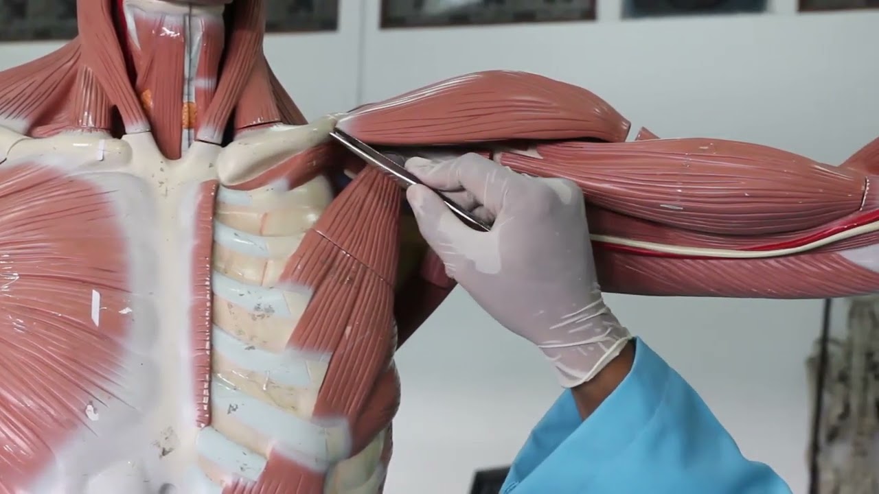 Praktikum Anatomi - Anatomi Membrum Superior Musculi