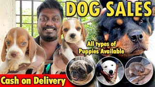 Dogs for Sales | All Puppies Available | Cash on Delivery | Dog Kennels in Chennai | Video Shop