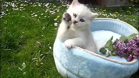 Video 8112331: british shorthair chinchilla cat, british shorthair chinchilla kittens, british shorthair silver chinchilla, shaded british shorthair kitten, kitten travel