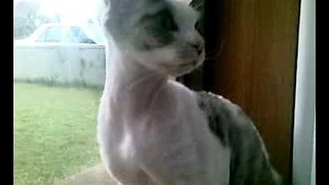 Video 1162001: devon rex, baby talk