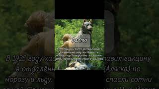 собаки герои #youtubeshorts