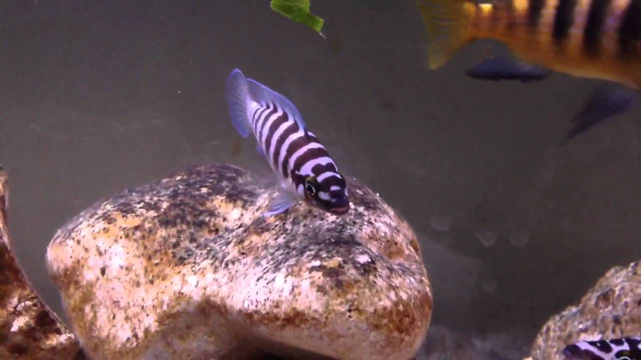 N. lamprologus cylindricus